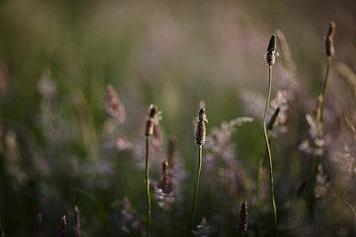 《华纳大乱斗》或将迎来由马克·哈米尔配音的小丑